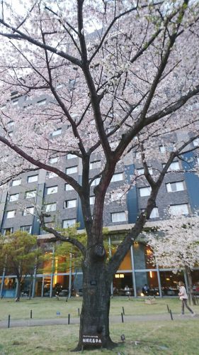 サクラタワーの桜 @ 品川 高輪プリンスホテル